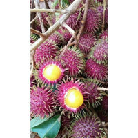 CÂY GIỐNG CHÔM CHÔM THÁI LÙN RUỘT VÀNG (chuẩn hàng F1 - Cây Giống Tốt)