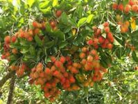 cây giống chôm chôm thái