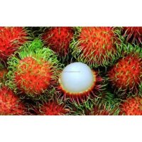 Cây Giống Chôm Chôm