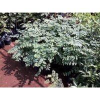 Cây giống Chùm Ruột Ngọt [ Cây giống siêu khỏe, gốc to, thân to, 12 tháng thu hoạch ]. CÂY CAO GẦN 2M RỒI