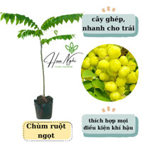 cây giống chùm ruột ngọt, siêu trái