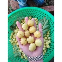 Cây giống chùm ruột ngọt