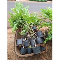 Cây giống Chùm ruột Thái ngọt ( siêu trái siêu sớm ). [ CÂY TRƯỞNG THÀNH CAO GẦN 2M NHƯ HÌNH Ạ ]