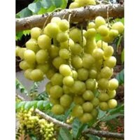 Cây giống chùm ruột thái trái ngọt siêu sớm (mua nhiều có giá sỉ 0354736301)