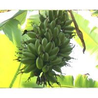 CÂY GIỐNG CHUỐI CAU [ CHUỐI THỜ CÚNG ĐƯỢC, CAM KẾT CHUẨN GIỐNG ]