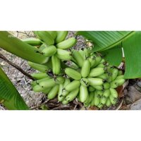 Cây giống Chuối Cau [ Chuối Cúng thờ được, cam kết chuẩn giống, có bảo hành ].