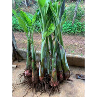 cây giống chuối cau  mẫn (2 cây)