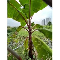 Cây giống  Chuối cô đơn, giống chuối quý - Khu vườn xinh 689, Freeship extra+
