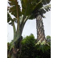 Cây giống chuối cô đơn (Giống chuối làm thuốc quý nên trồng trong nhà)