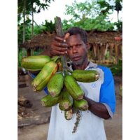 CÂY GIỐNG CHUỐI ĐỘT BIÊN. [QUẢ TO KHỔNG LỒ, ]