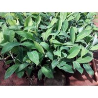 CÂY GIỐNG CHUỐI HỘT RỪNG [GHN)