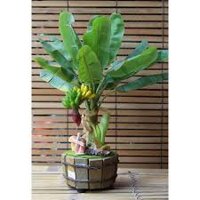 CÂY GIỐNG Chuối Lùn mini ăn trái làm cảnh [ Giống chuẩn ].