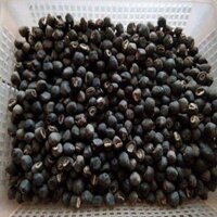 CÂY GIỐNG CHUỐI PHU THÊ ( MỒ CÔI) NINH THUẬN (phuongboutiquedk)