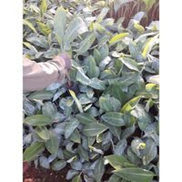 CÂY GIỐNG CHUỐI SÁP cấy mô  giao hàng nhanh [ Hay còn gọi là Chuối Ngự ] [ + ] (Freeship Xtra, Voucher Xtra +)