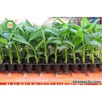 Cây giống Chuối Sứ 100% GIỐNG CHUẨN [Hay còn gọi là Chuối Xiêm, chuối Mốc DÙNG ĐỂ CHIÊN CHUỐI, NẤU CHÈ, CÚNG THỜ ĐƯỢC Ạ]