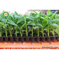 Cây giống Chuối Sứ 100% GIỐNG CHUẨN [Hay còn gọi là Chuối Xiêm, chuối Mốc DÙNGĐỂ CHIÊN CHUỐI, NẤU CHÈ,CÚNG THỜ ĐƯỢC Ạ] "