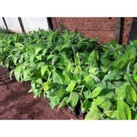 Cây giống Chuối Sứ 100% GIỐNG CHUẨN [Hay còn gọi là Chuối Xiêm, chuối Mốc (Freeship Xtra, Voucher Xtra +)