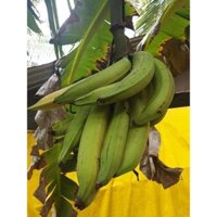 Cây giống chuối tá quạ cấy mô (chuẩn giống - quả siêu to) DSFDSF (chi  lăng shop 47 )