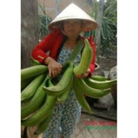 Cây giống chuối tá quạ cấy mô(giống chuẩn cây siêu đẹp)