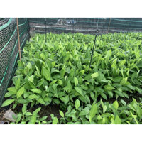 Cây giống chuối trăm nải cấy mô (CÂY GIỐNG EAKMAT HÒA THẮNG )
