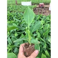 CÂY GIỐNG CHUỐI TRĂM NẢI CẤY MÔ(GIỐNG EAKAMT)