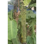 Cây Giống Chuối trăm nải cấy mô ( CÂY GIỐNG ĐỨC MẠNH)