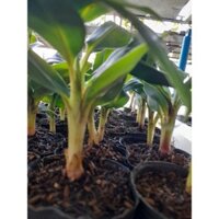 Cây Giống Chuối trăm nải cấy mô (8 tháng cho trái) Sản phẩm có bảo hành