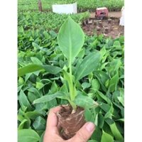 CÂY GIỐNG CHUỐI TRĂM NẢI CẤY MÔ