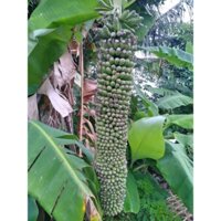 Cây Giống Chuối trăm nải cấy mô (cho trái siêu sớm)