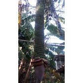 Cây Giống Chuối trăm nải cấy mô (cây siêu đẹp + đúng giống)