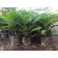 Cây GIỐNG CỌ CẢNH [ CÂY PHONG THỦY ]
