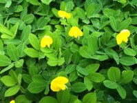 Cây giống cỏ lạc