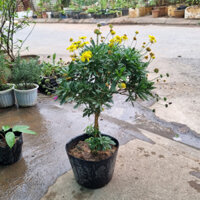 Cây giống cúc thân gỗ - Nhà vườn Hải Đăng - Gửi hỏa tốc