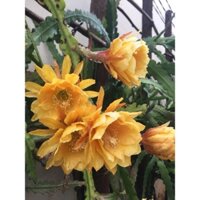 Cây giống Đại Nhật Quỳnh - hoa to thơm ngát nở vào ban ngày [đã bật hỏa tốc]