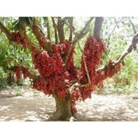 Cây giống dâu da đất sai quả dễ trồng