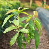 Cây giống Dầu Rái [ - TRỒNG lấy gỗ quý, cây cảnh quan, cây công trình] [fREeship Extra plus ]