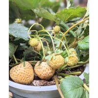 Cây giống Dâu Tây Bạch Tuyết