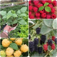 Cây giống Dâu Tây. [ BẦU TO, cho quả sớm ].