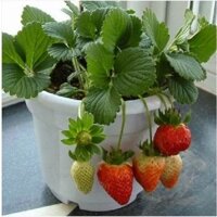 CÂY GIỐNG DÂU TÂY ĐANG ra QUẢ NHƯ HÌNH. [ BẦU TO, DỄ TRỒNG VS SINH TRƯỞNG  TỐT ]. [ Xu Extra +... ]