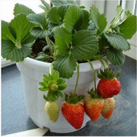 CÂY GIỐNG DÂU TÂY ĐANG ra QUẢ NHƯ HÌNH. [ BẦU TO, DỄ TRỒNG VS SINH TRƯỞNG  TỐT ]. [ GHN)