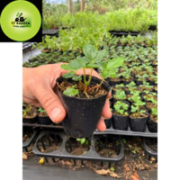 Cây giống  dâu tây pháp - dâu hana - dâu hàn quốc - dâu bạch tuyết cây khoẻ mạnh dễ trồng
