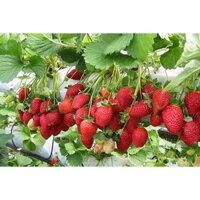 CÂY GIỐNG DÂU TÂY SIÊU SỚM. [ BẦU TO, DỄ TRỒNG VS SINH TRƯỞNG  TỐT ]. [ RẺ HƠN HOÀN TIỀN ]