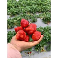 CÂY GIỐNG DÂU TÂY SIÊU TRÁI. [ CÂY DỄ TRỒNG, F1 ].