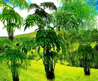 Cây giống đinh lăng