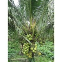 CÂY GIỐNG DỪA DỨA [ DỪA THƠM -  TRỒNG 2.5 NĂM - THU HOẠCH ]. [ FreeShip exTra + ]