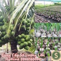 Cây Giống Dừa Dứa Siêu Thơm Nguyên Chủng ( CÓ VƯỜN ĐỂ THAM QUAN)