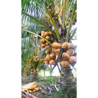 CÂY GIỐNG DỪA LÙN ĐỎ F1 CÓ BẢO HÀNH(giống siêu tốt)