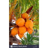 CÂY GIỐNG DỪA LÙN ĐỎ GIỐNG CHUẨN F1 (cây giống quỳnh anh)