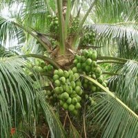 CÂY GIỐNG DỪA XIÊM DÂY [ DỪA ẺO XANH ] (shop cây xanh)