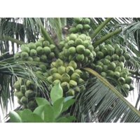 CÂY GIỐNG DỪA XIÊM DÂY [ DỪA ẺO XANH - CHUẨN GIỐNG CÂY TRỒNG)